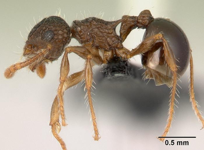 Pristomyrmex punctatus